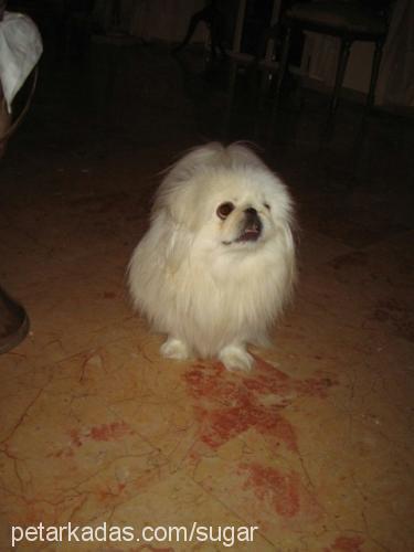 sugar Erkek Pekingese