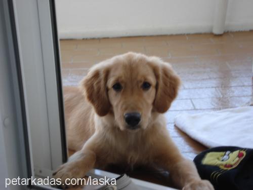 laska Dişi Golden Retriever