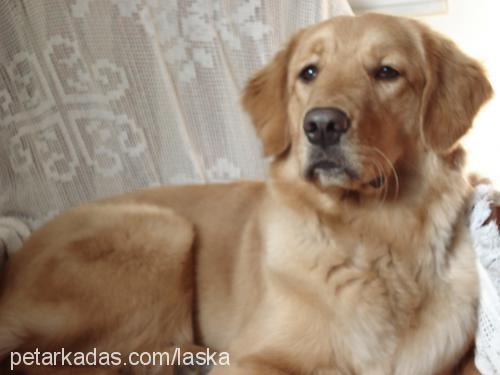 laska Dişi Golden Retriever