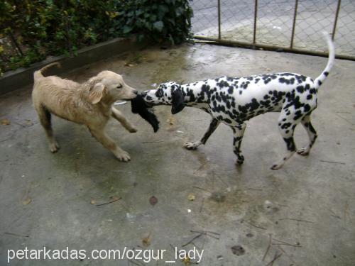 lady.. Dişi Dalmaçyalı