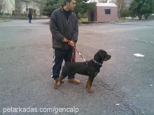 pasha Erkek Rottweiler