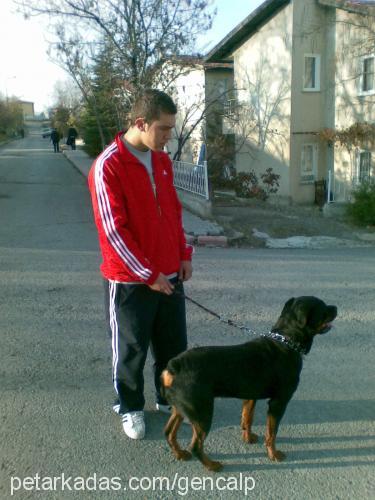 pasha Erkek Rottweiler