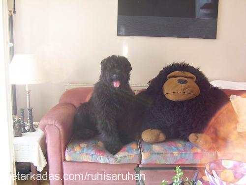 chuck Erkek Bouvier des Flandres