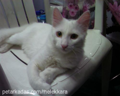 benjamin Erkek Ankara Kedisi (Angora)