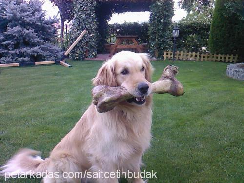 badem Erkek Golden Retriever