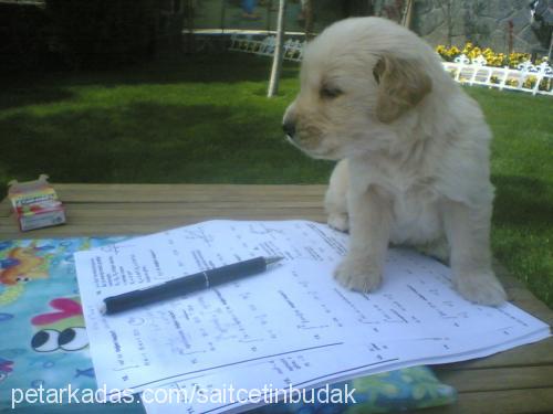 badem Erkek Golden Retriever