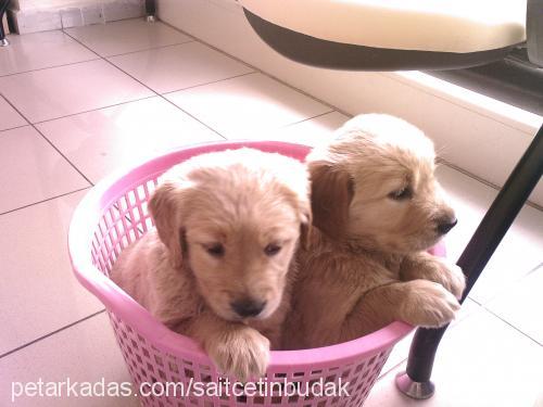 badem Erkek Golden Retriever