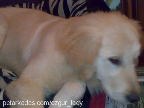 pasha.. Erkek Golden Retriever