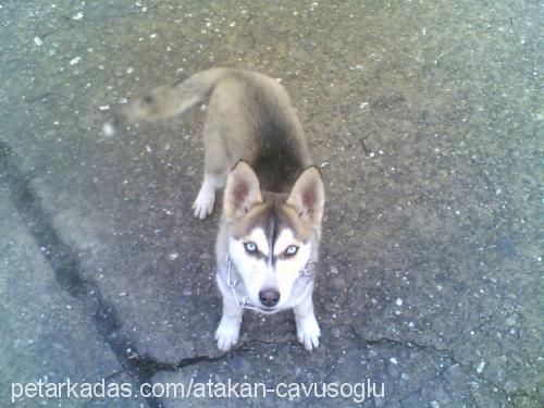 paşaa Erkek Sibirya Kurdu (Husky)