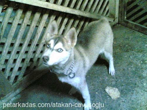 paşaa Erkek Sibirya Kurdu (Husky)