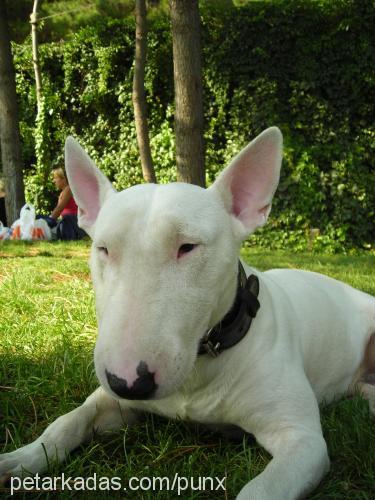 süt Erkek Bull Terrier