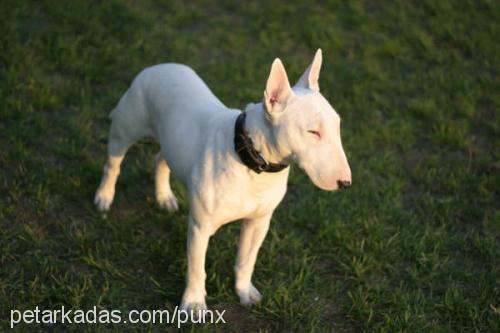 süt Erkek Bull Terrier