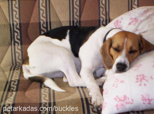 bucklesjr. Dişi Beagle