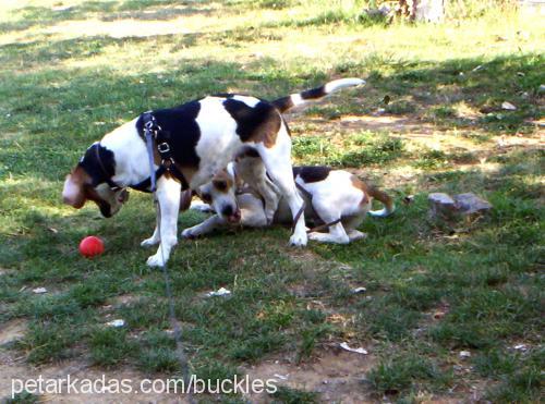 bucklesjr. Dişi Beagle