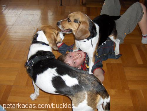 bucklesjr. Dişi Beagle