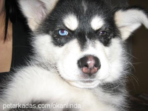 linda Dişi Sibirya Kurdu (Husky)