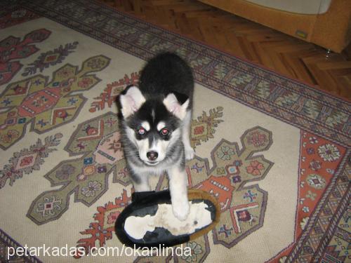 linda Dişi Sibirya Kurdu (Husky)