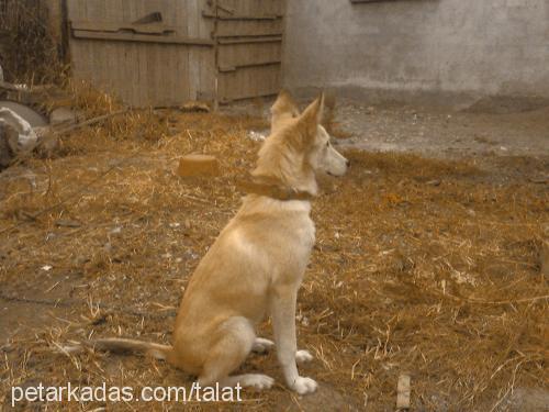 mıssa Dişi Sibirya Kurdu (Husky)