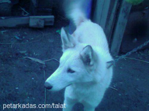 mıssa Dişi Sibirya Kurdu (Husky)