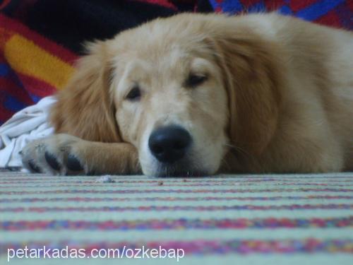 kebap Erkek Golden Retriever