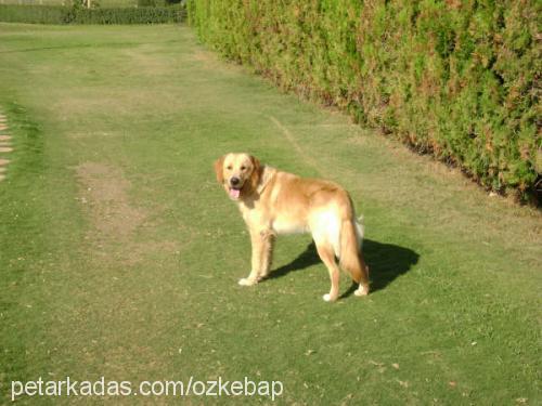 kebap Erkek Golden Retriever