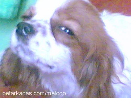 wodqa Erkek Cavalier King Charles Spanieli