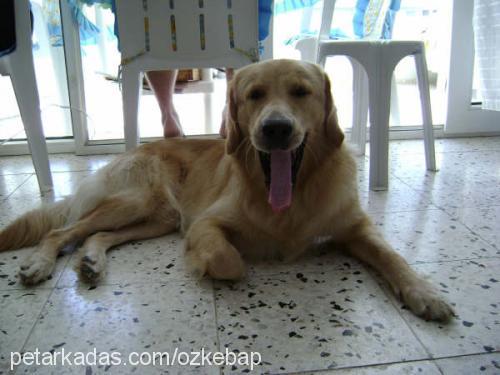 kebap Erkek Golden Retriever