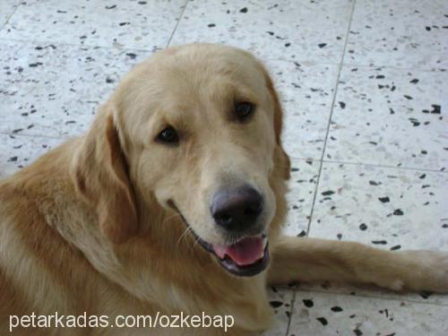 kebap Erkek Golden Retriever