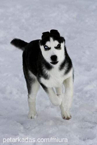 sophie Dişi Sibirya Kurdu (Husky)