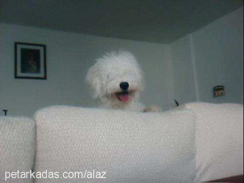 zuzu Erkek Bichon Frise