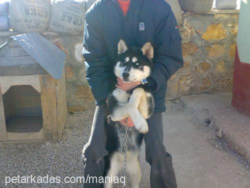 kontes Dişi Sibirya Kurdu (Husky)