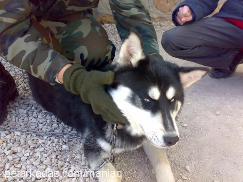 kontes Dişi Sibirya Kurdu (Husky)