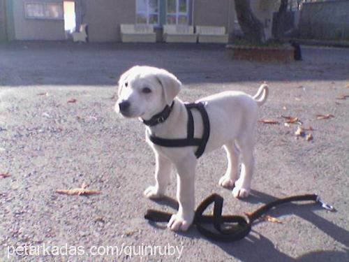 ruby Erkek Golden Retriever