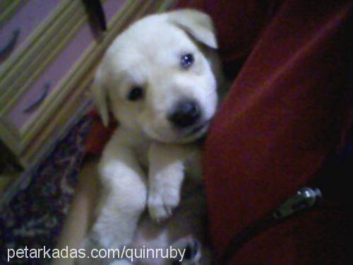 ruby Erkek Golden Retriever