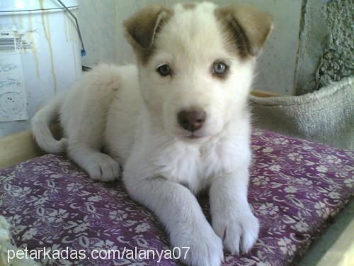 odin Dişi Sibirya Kurdu (Husky)