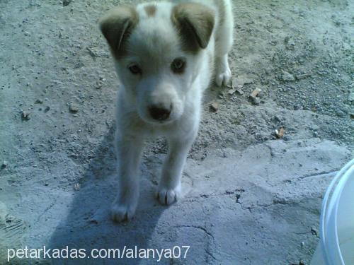 odin Dişi Sibirya Kurdu (Husky)