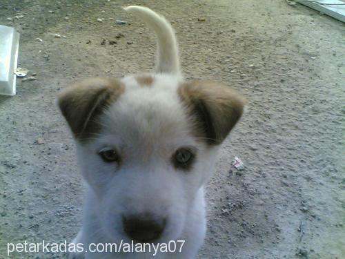 odin Dişi Sibirya Kurdu (Husky)