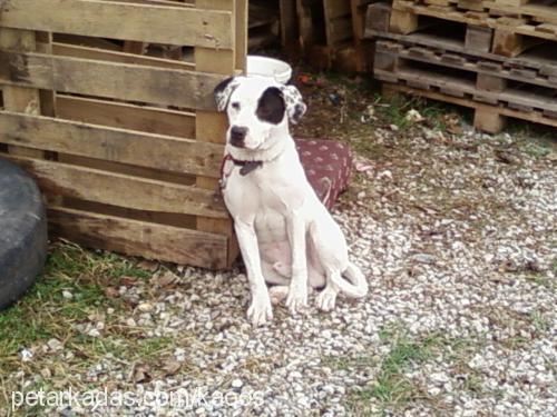 dojo Erkek Amerikan Pitbull Terrier