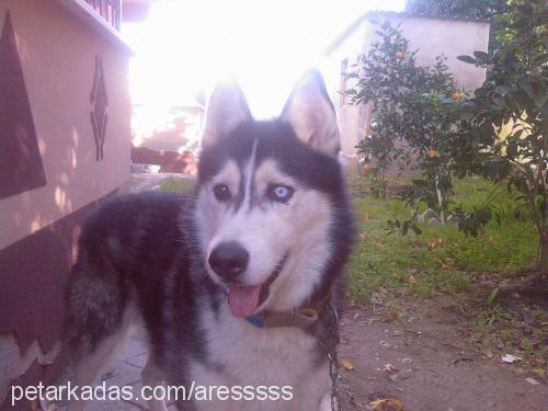 ares Erkek Alaskan Malamute