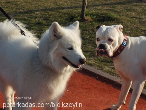 zeytin Erkek Boxer