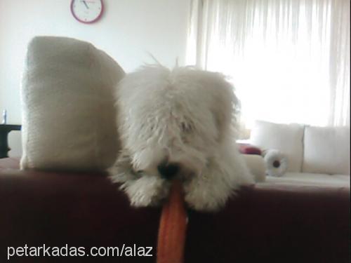 zuzu Erkek Bichon Frise