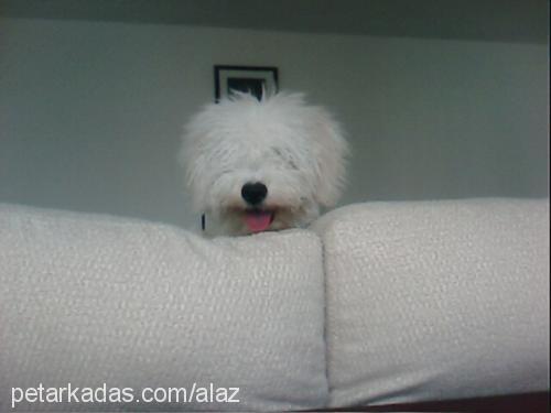 zuzu Erkek Bichon Frise