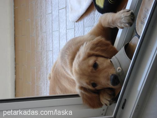 laska Dişi Golden Retriever