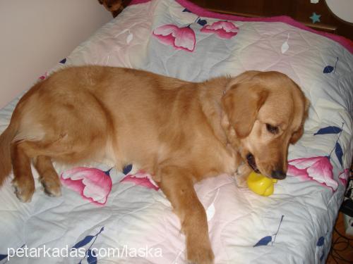 laska Dişi Golden Retriever