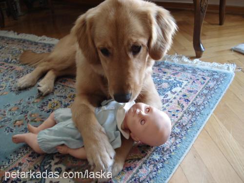 laska Dişi Golden Retriever