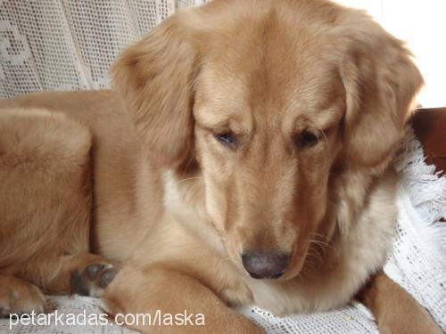 laska Dişi Golden Retriever