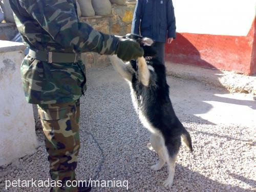 kontes Dişi Sibirya Kurdu (Husky)