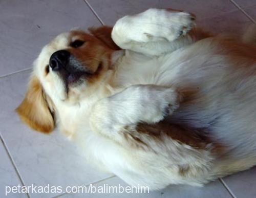 balimm Dişi Golden Retriever