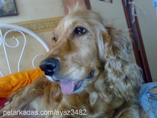 karamel Dişi İngiliz Cocker Spaniel