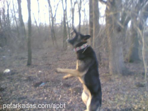 zorba Erkek Alman Çoban Köpeği